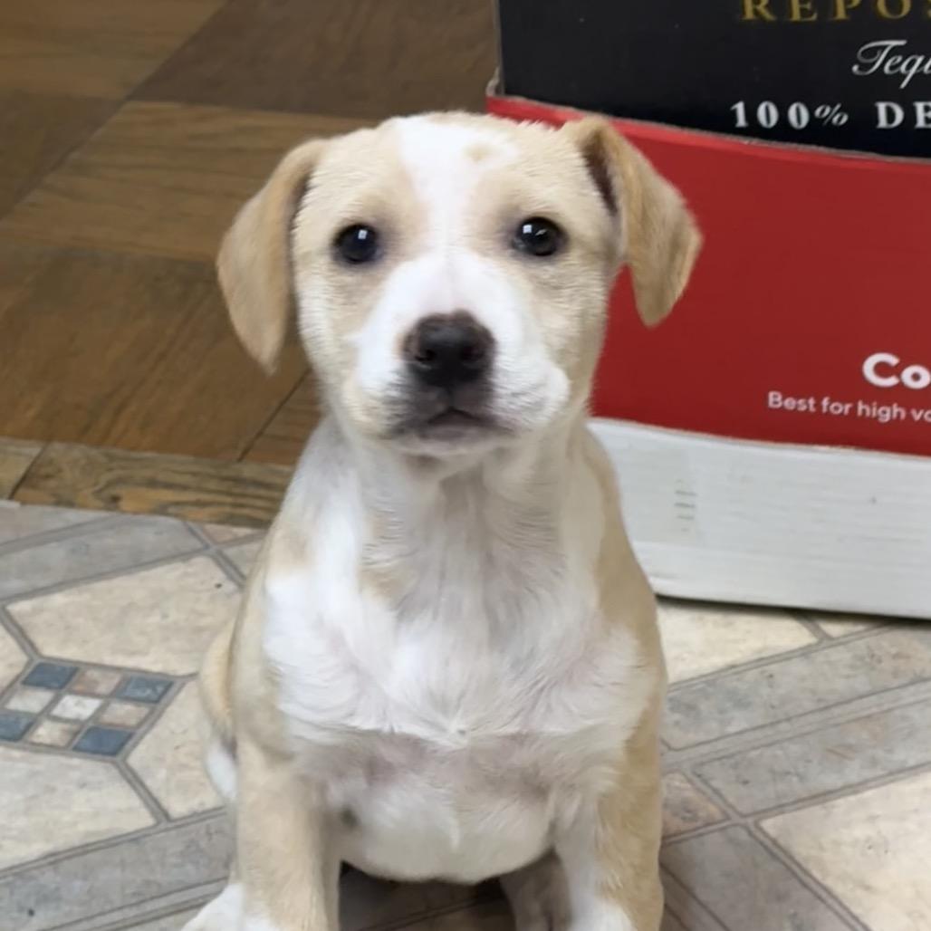 NY Indy Avail Dec 13 (Tractor Supply Patterson), a Adoptable mixed breed in Patterson, NY image 1/6