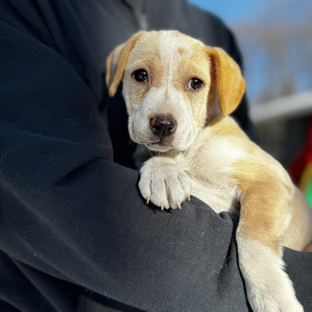 NY Indy Avail Dec 13 (Tractor Supply Patterson), Adoptable, Puppy Female Bluetick Coonhound & Labrador Retriever.