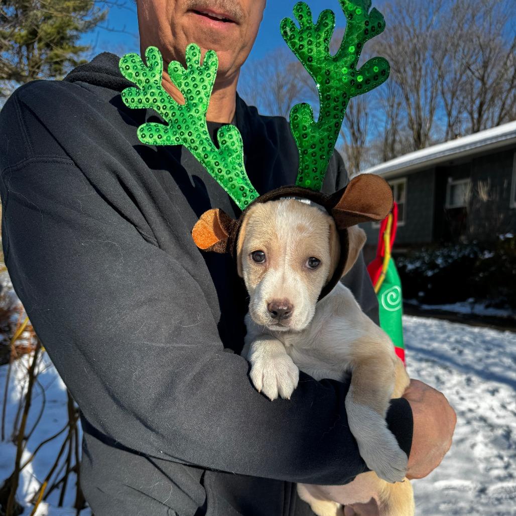 NY Indy Avail Dec 13 (Tractor Supply Patterson), a Adoptable mixed breed in Patterson, NY image 3/6