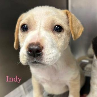 NY Indy Avail Dec 13 (Tractor Supply Patterson), a Adoptable mixed breed in Patterson, NY image 4/6