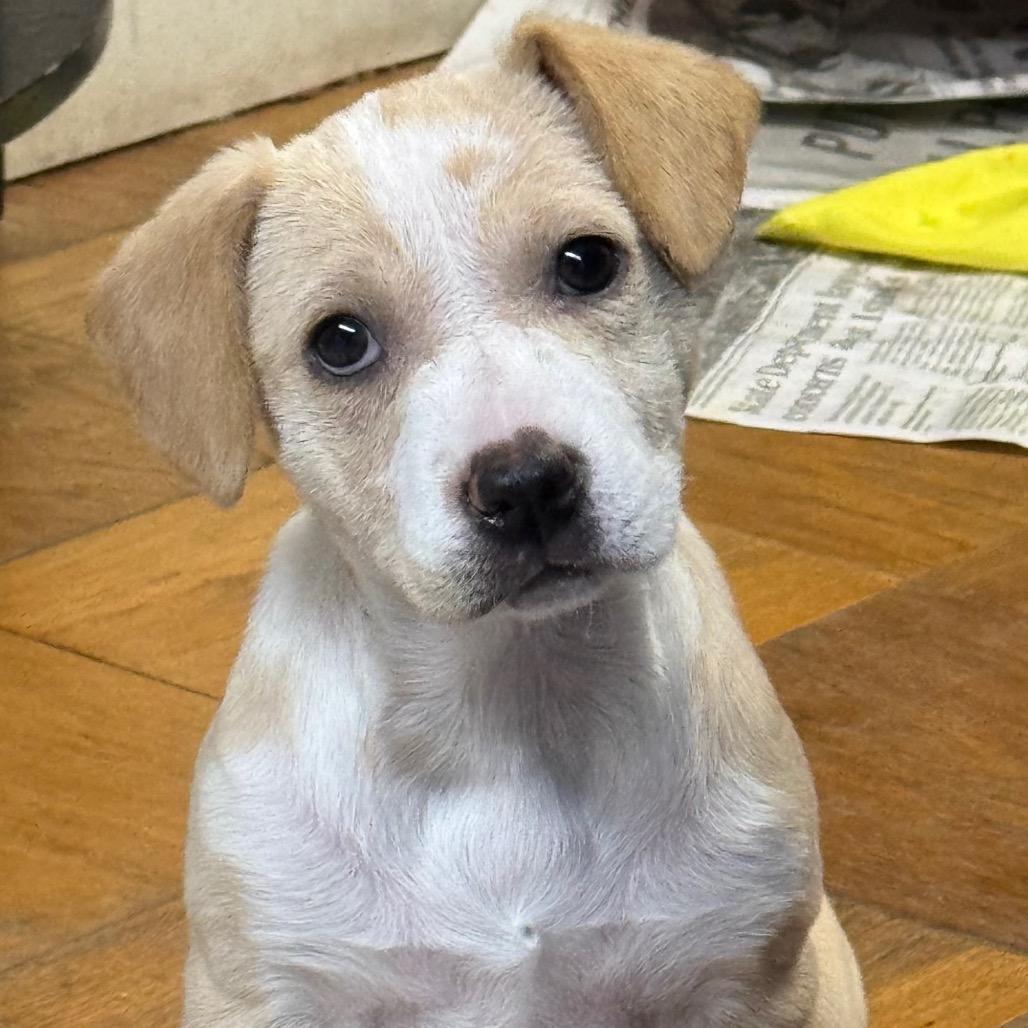 NY Indy Avail Dec 13 (Tractor Supply Patterson), a Adoptable mixed breed in Patterson, NY image 5/6