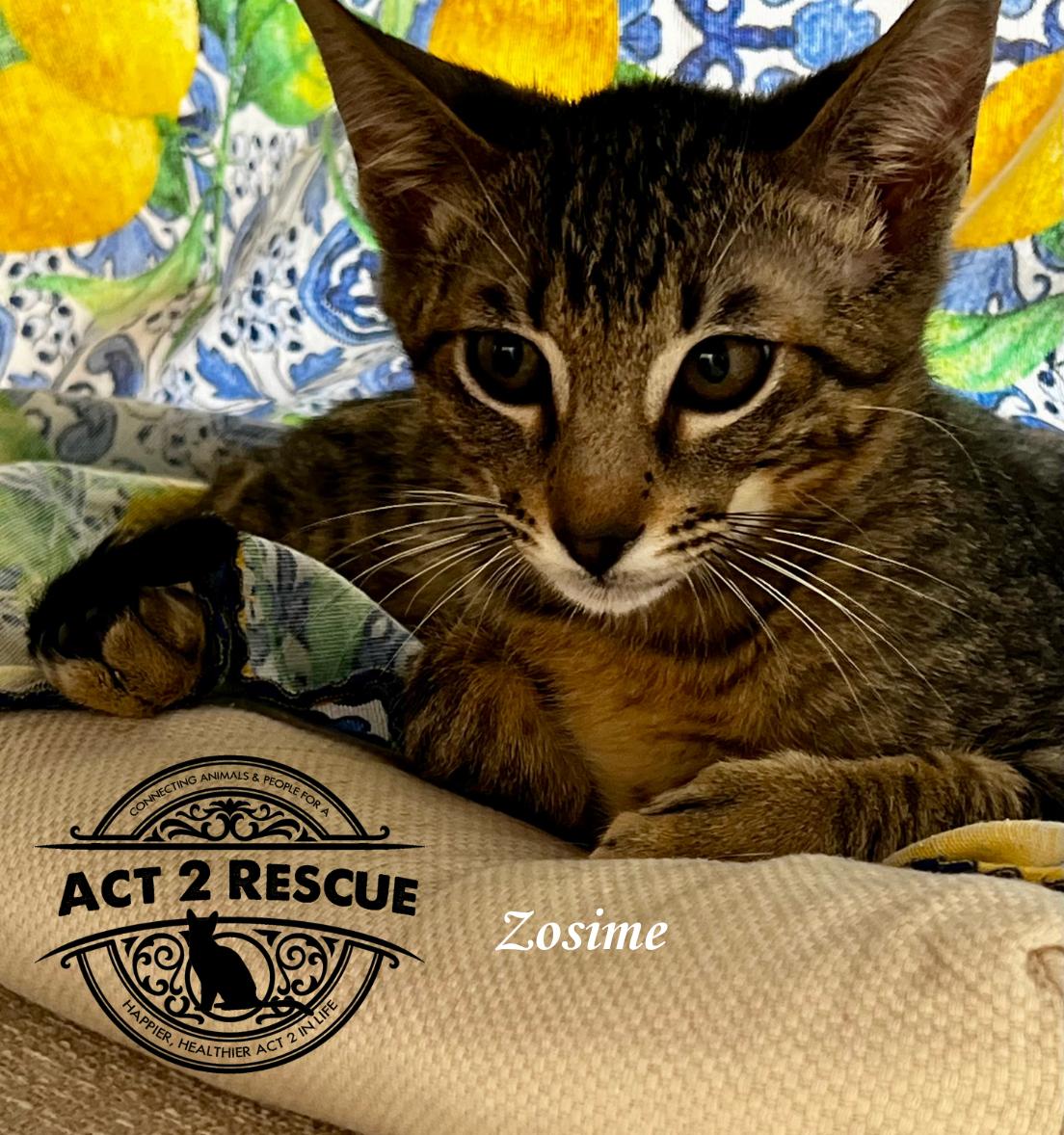 Zosime, a Adoptable Domestic Short Hair in Riverside, CA image 2/3