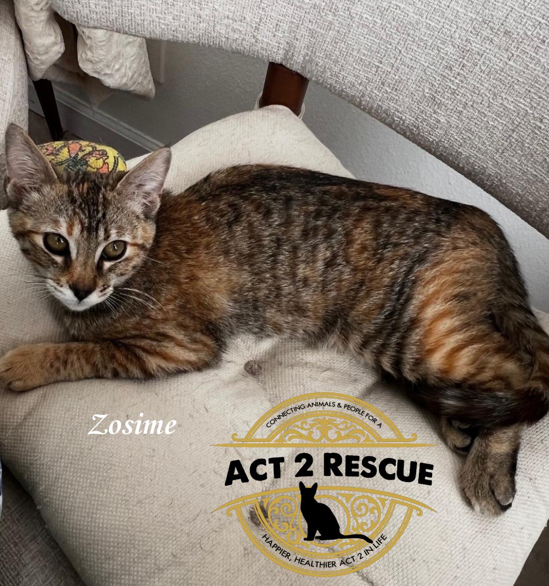 Zosime, a Adoptable Domestic Short Hair in Riverside, CA image 3/3