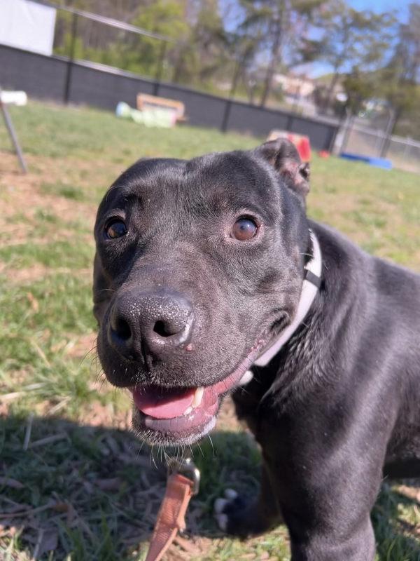 Enlarge Wheelbarrow, a Adoptable mixed breed in Millersville, MD image 1/1