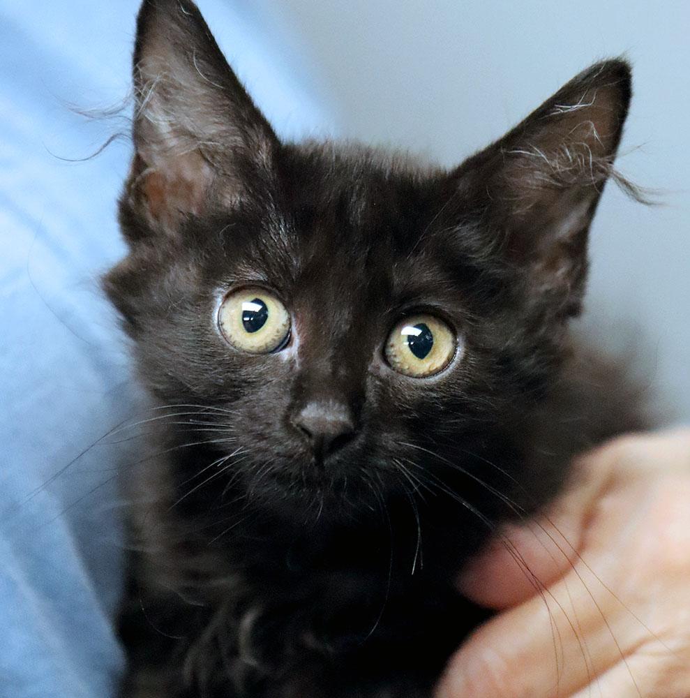 Emaline (AO37801), Adopted, Kitten Female Domestic Short Hair.