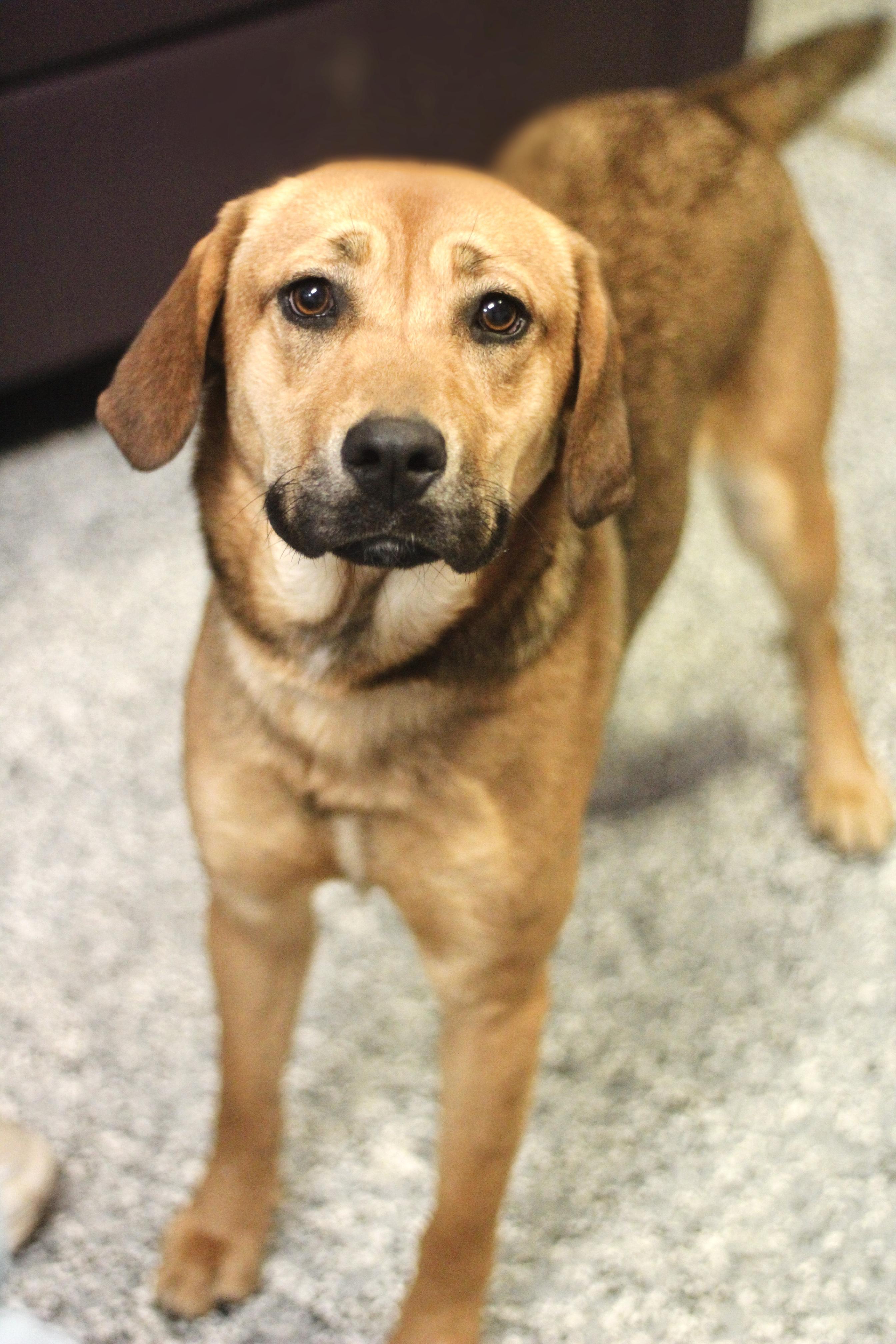 Enlarge Kay in NH! Come Meet our Adoptable Dogs Wednesday-Saturday. More info in Bio!, a ADOPTABLE mixed breed in Manchester, NH image 1/2