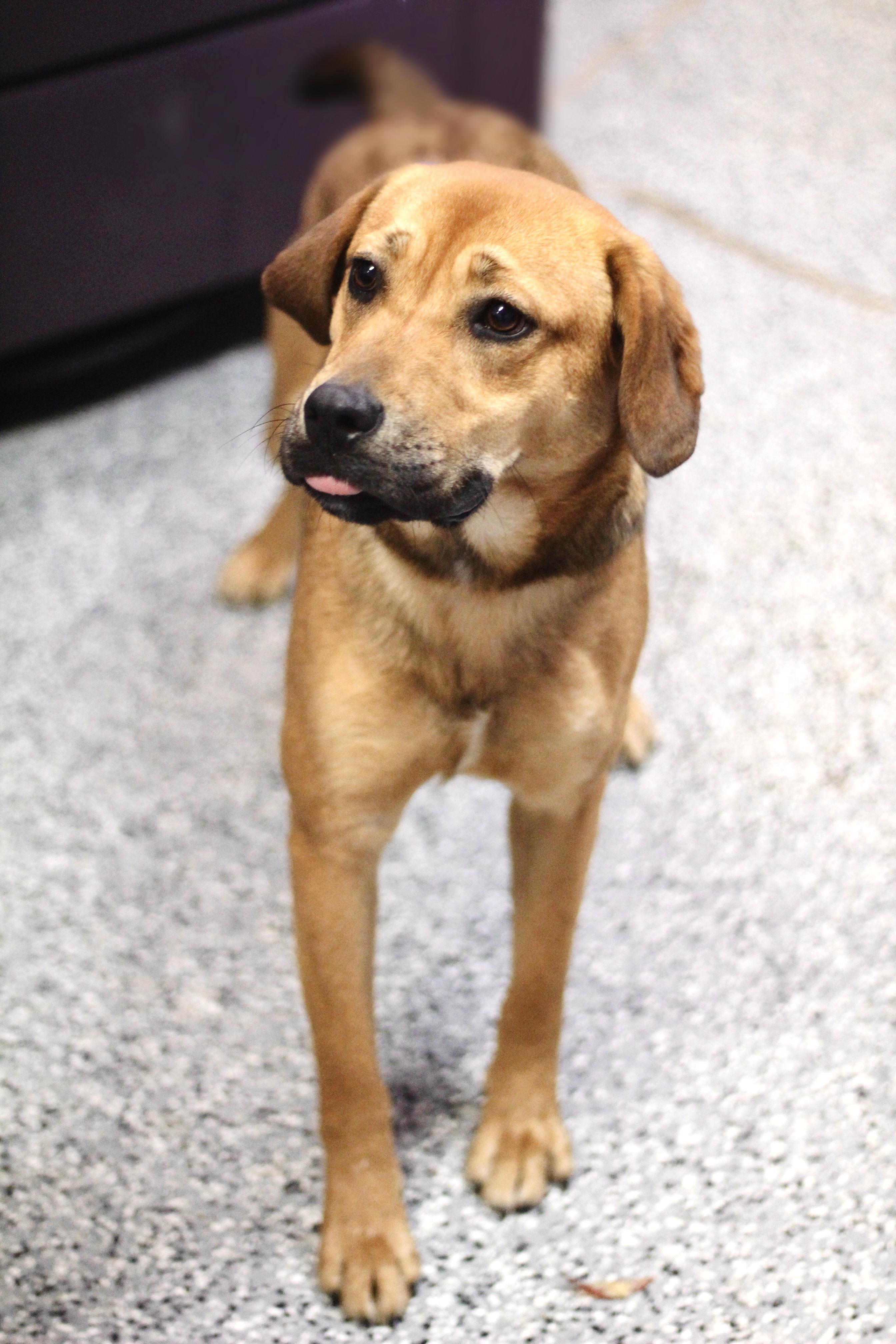 Enlarge Kay in NH! Come Meet our Adoptable Dogs Wednesday-Saturday. More info in Bio!, a ADOPTABLE mixed breed in Manchester, NH image 2/2