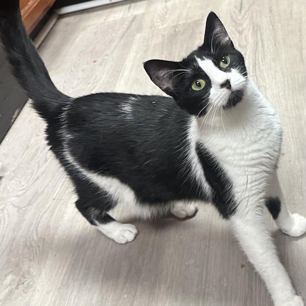 Max Black, a Adoptable Domestic Short Hair in Greenfield, IN image 2/4