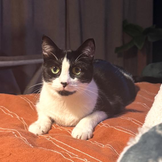 Max Black, a Adoptable Domestic Short Hair in Greenfield, IN image 3/4