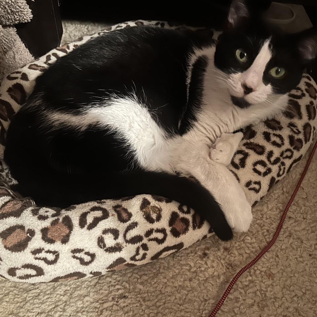 Max Black, a Adoptable Domestic Short Hair in Greenfield, IN image 4/4