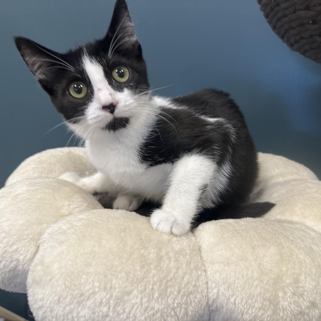 Enlarge Max Black, a Adoptable Domestic Short Hair in Greenfield, IN image 5/5