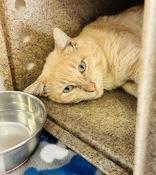 Enlarge Alex, a ADOPTABLE Domestic Short Hair in Cibolo, TX image 1/1