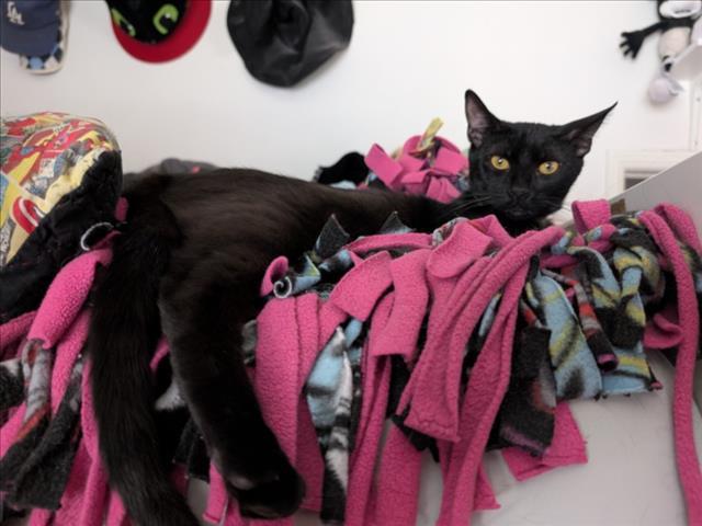 Enlarge ESPRESSO, a Adoptable Domestic Short Hair in Burbank, CA image 1/1