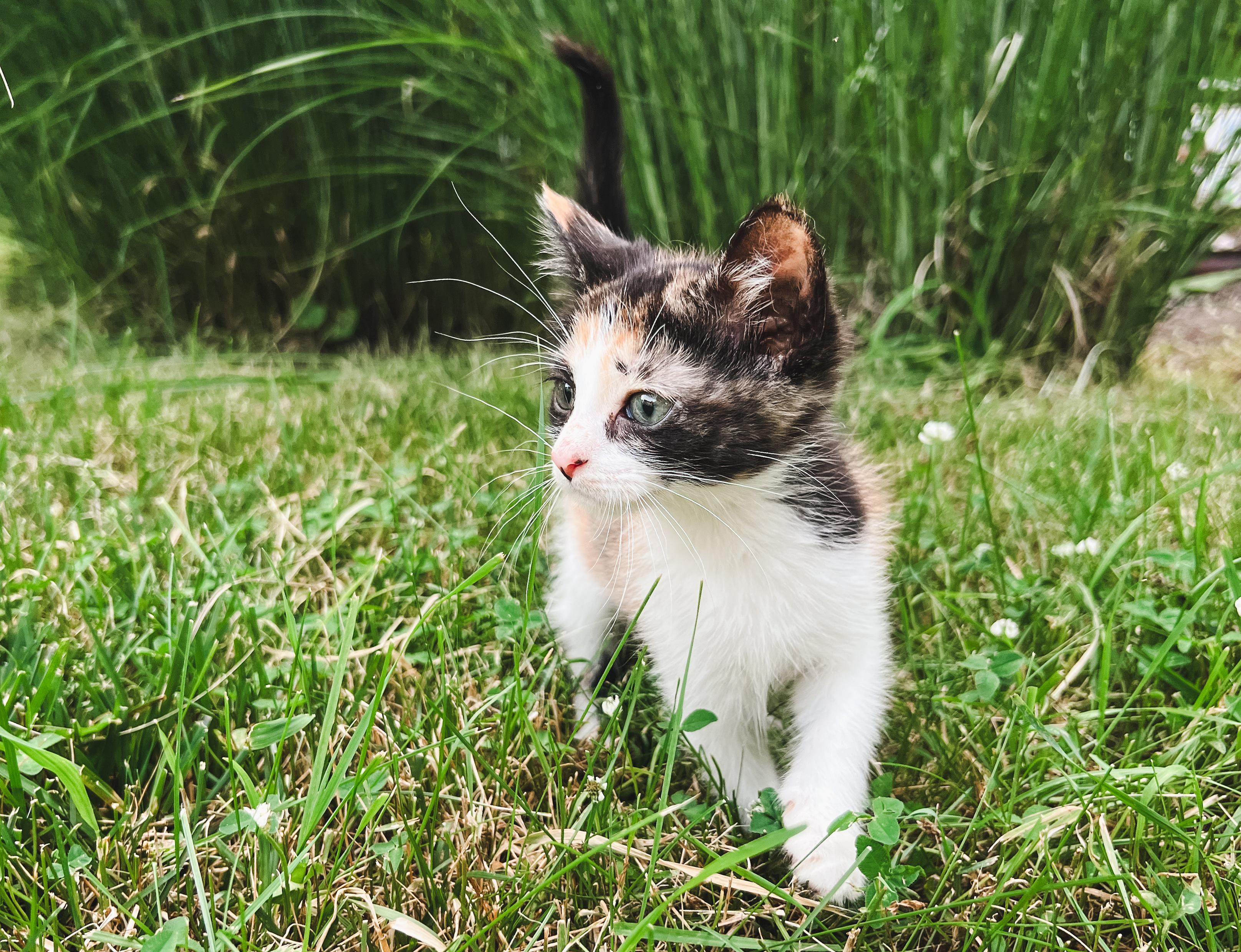 Rosemary, ADOPTABLE, Kitten Female Domestic Short Hair.