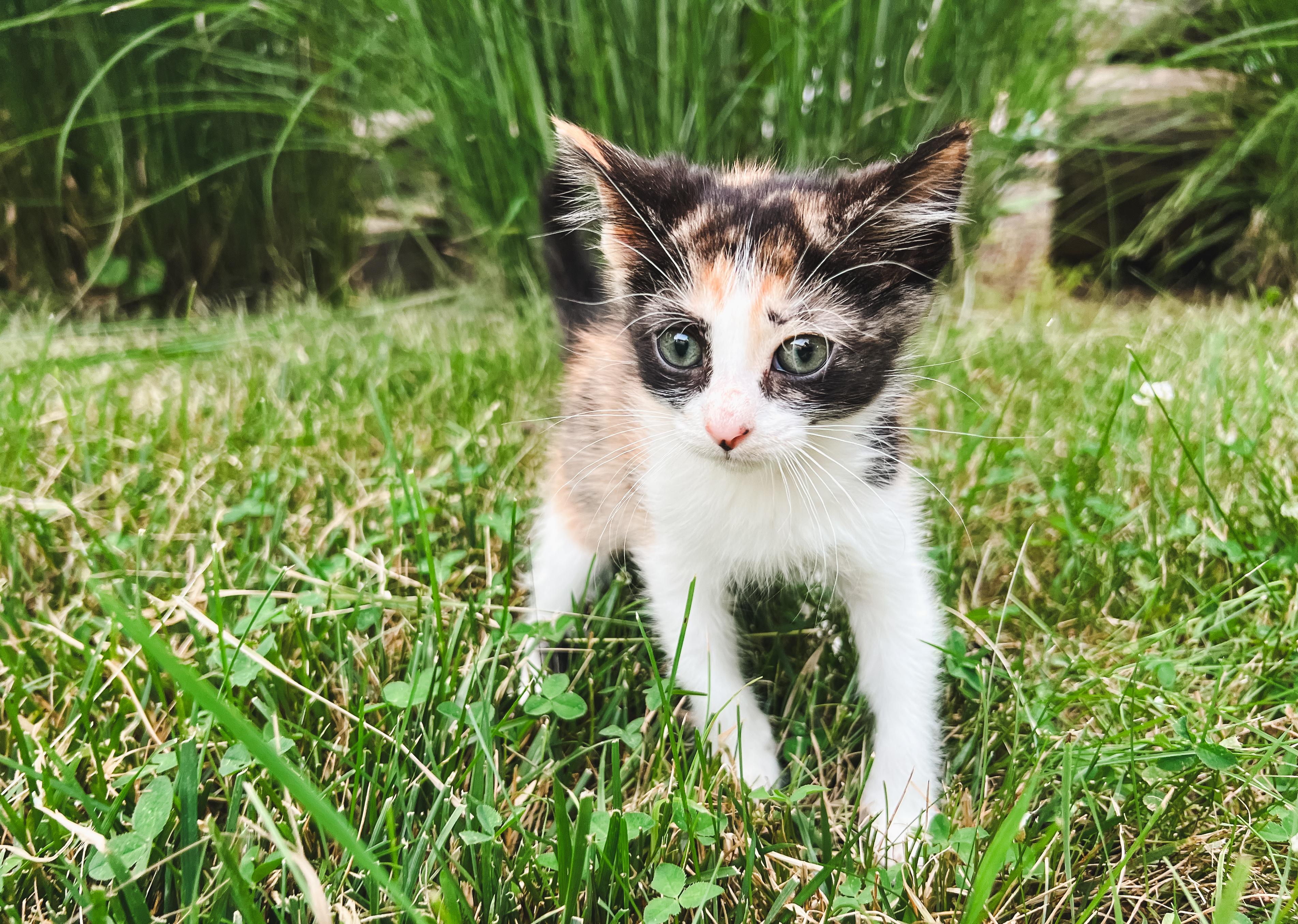 Enlarge Rosemary, a ADOPTABLE Domestic Short Hair in Howell, MI image 2/3