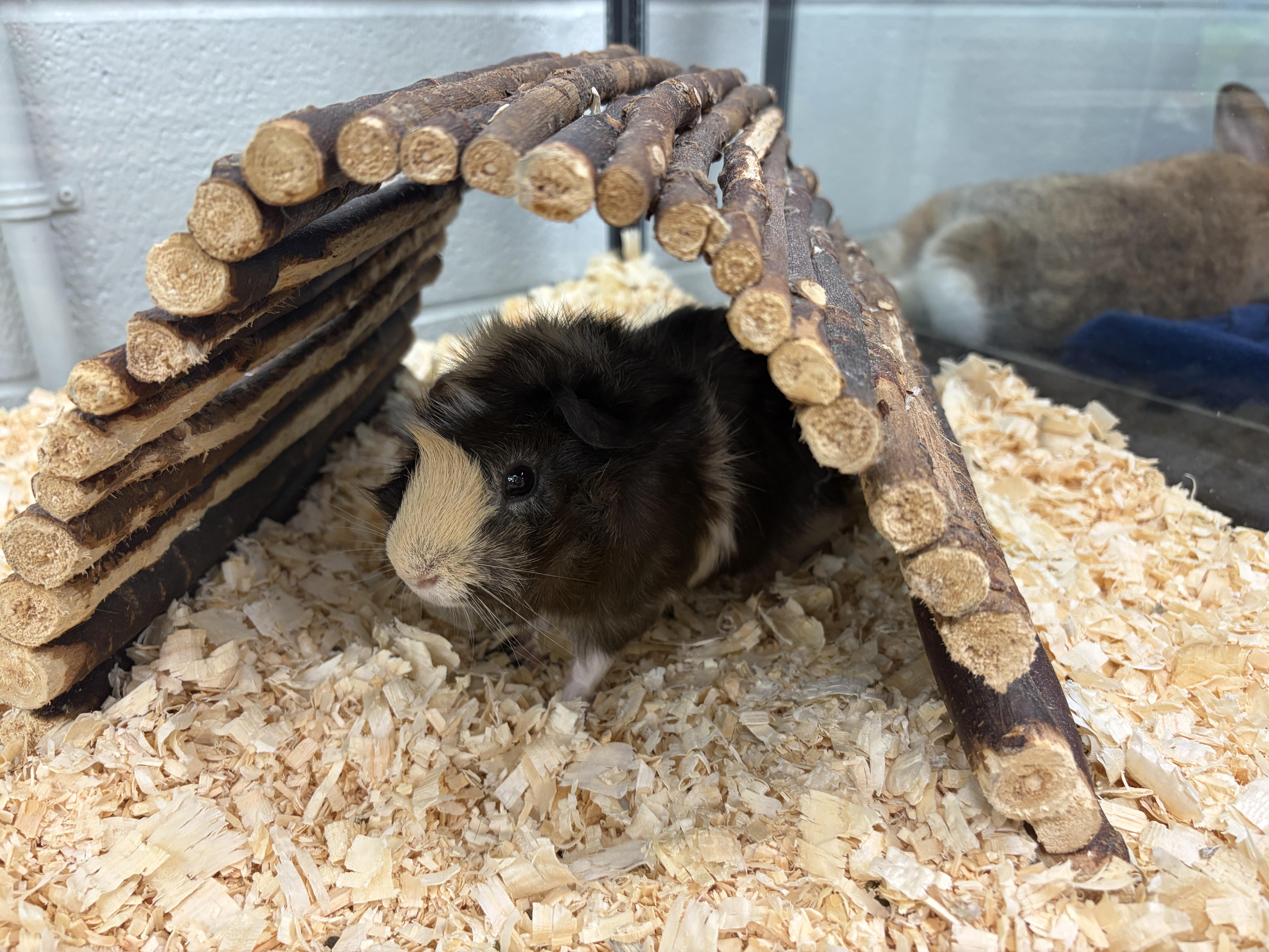 Enlarge Floppy, an adoptable Guinea Pig in Mississauga, ON image 2/4