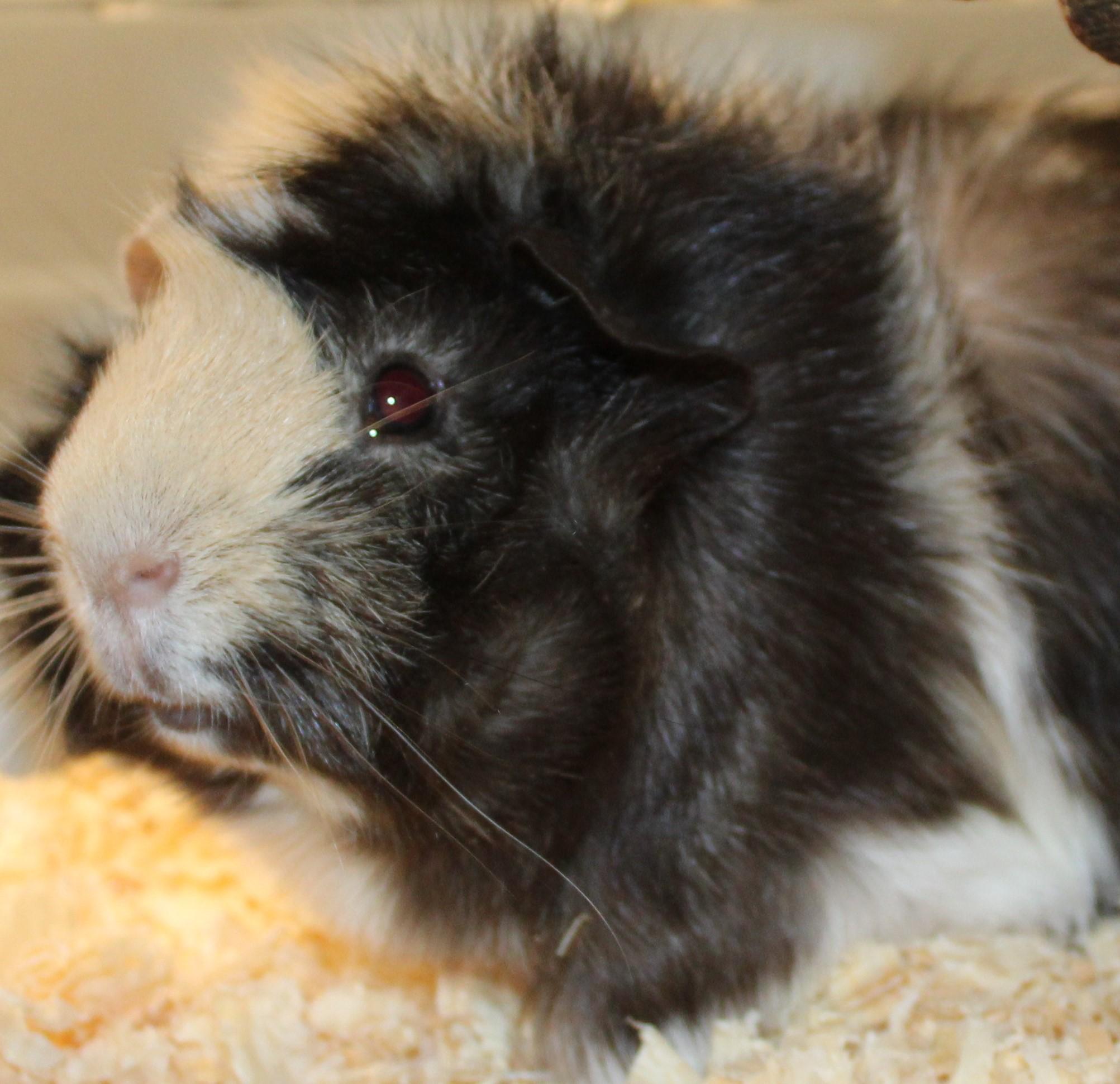 Enlarge Floppy, a Adoptable Guinea Pig in Mississauga, ON image 1/4