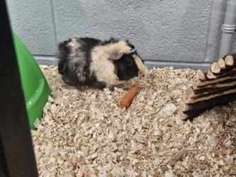 Floppy, an adoptable Guinea Pig in Mississauga, ON image 3/3