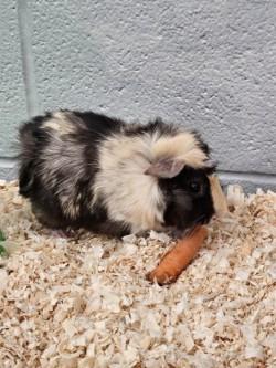 Floppy, an adoptable Guinea Pig in Mississauga, ON image 2/3