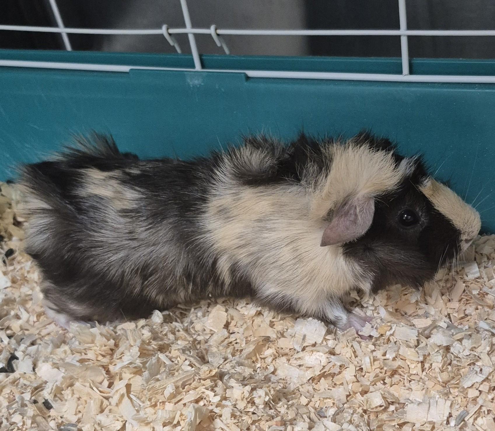 Floppy, adoptable, Adult Male Guinea Pig.