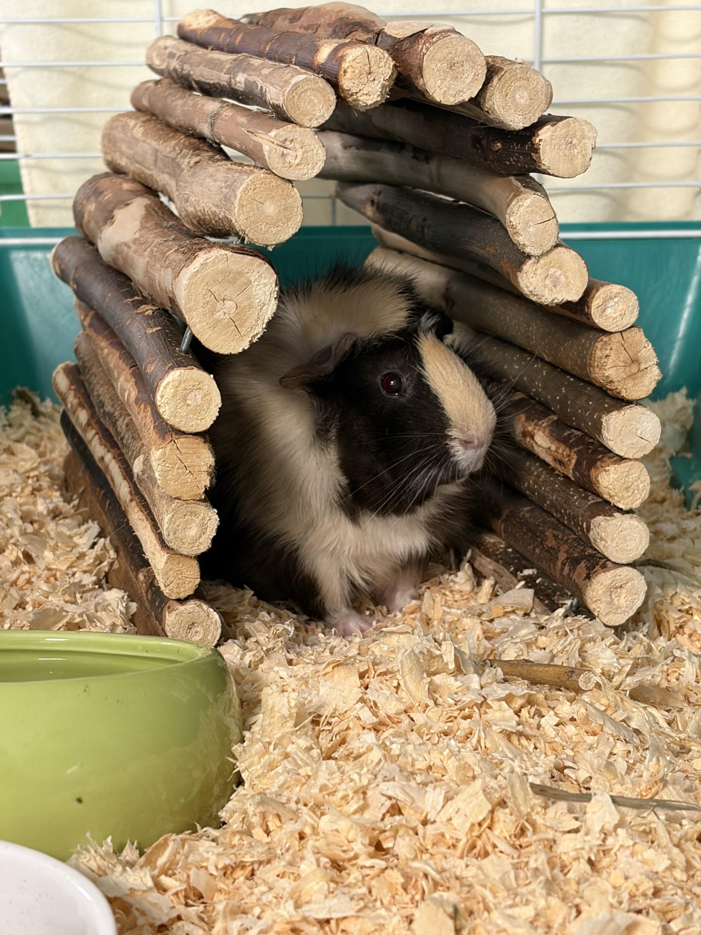 Enlarge Floppy, a Adoptable Guinea Pig in Mississauga, ON image 2/4