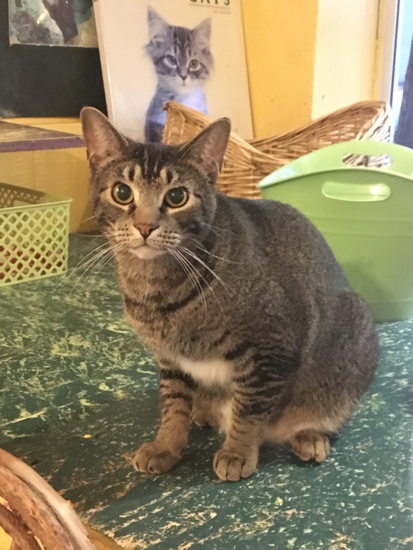 Clarissa, a Adoptable Tabby in Memphis, TN image 1/5