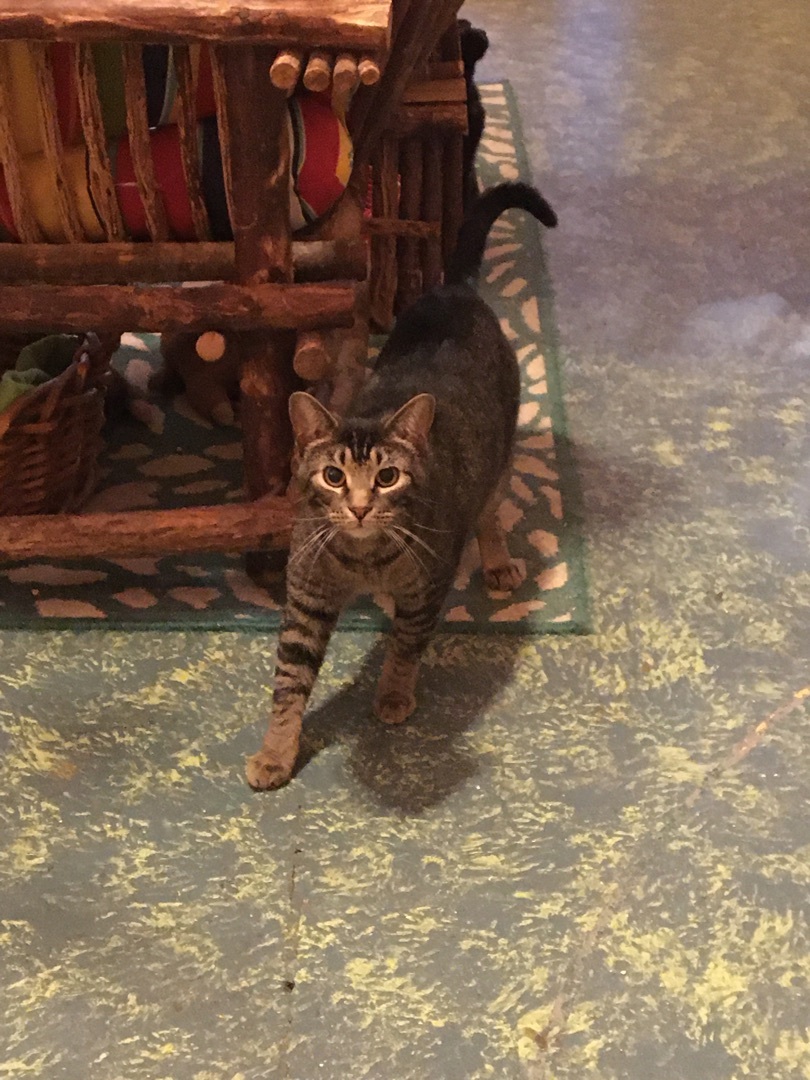 Clarissa, a Adoptable Tabby in Memphis, TN image 2/5