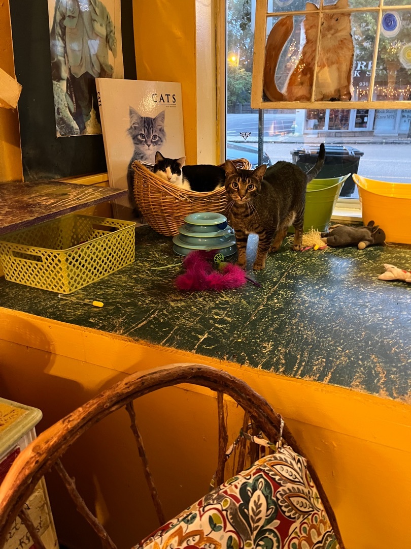 Clarissa, a Adoptable Tabby in Memphis, TN image 3/5