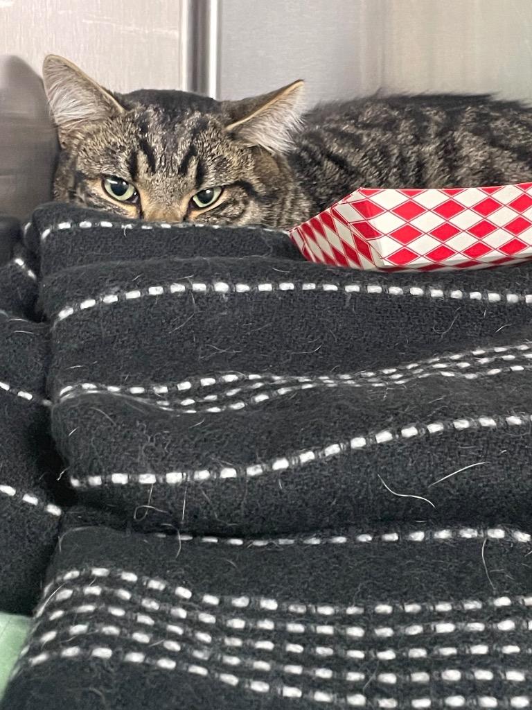 Cloudy, Adoptable, Adult Male Domestic Short Hair.