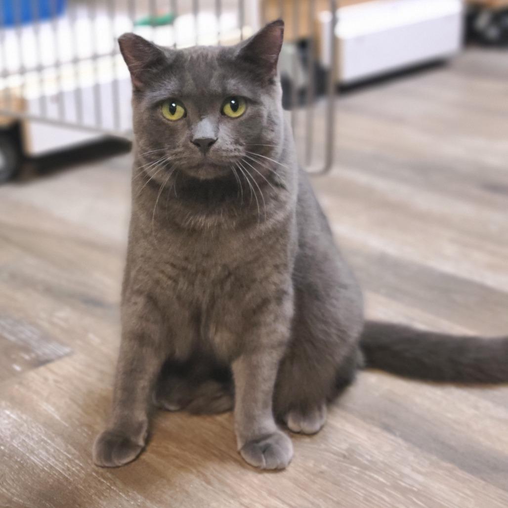 Rivet, a Adoptable Domestic Short Hair in Las Vegas, NV image 1/6