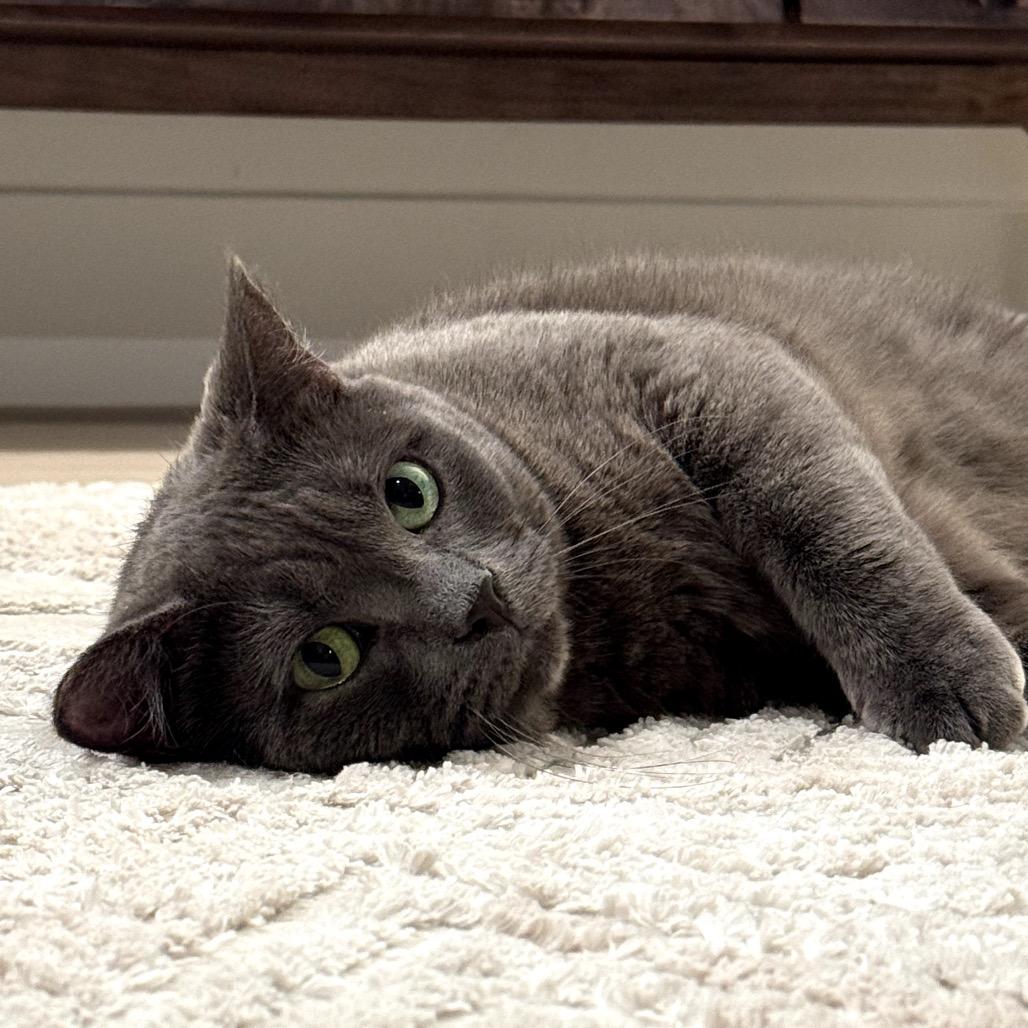 Rivet, a Adoptable Domestic Short Hair in Las Vegas, NV image 2/6