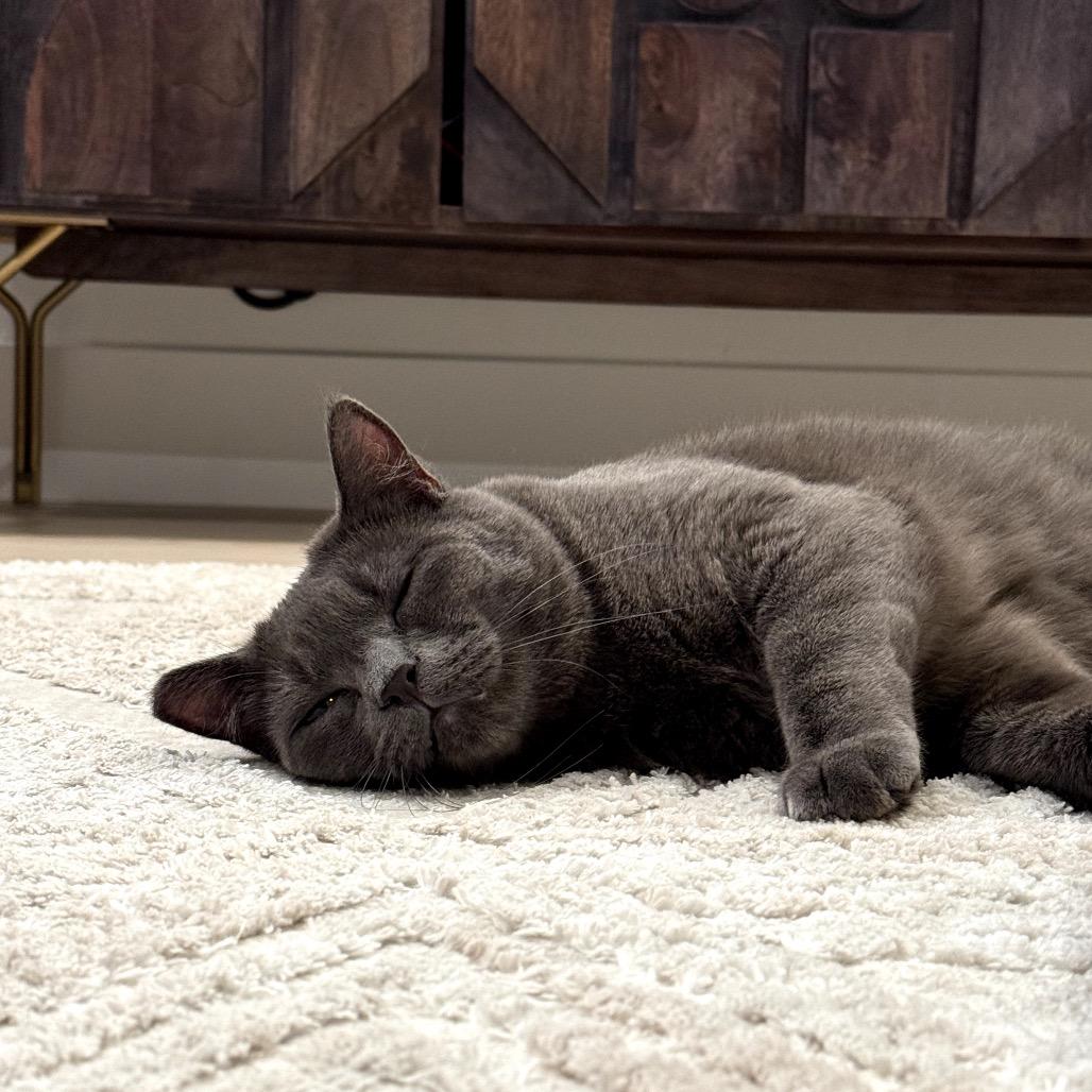 Rivet, a Adoptable Domestic Short Hair in Las Vegas, NV image 3/6