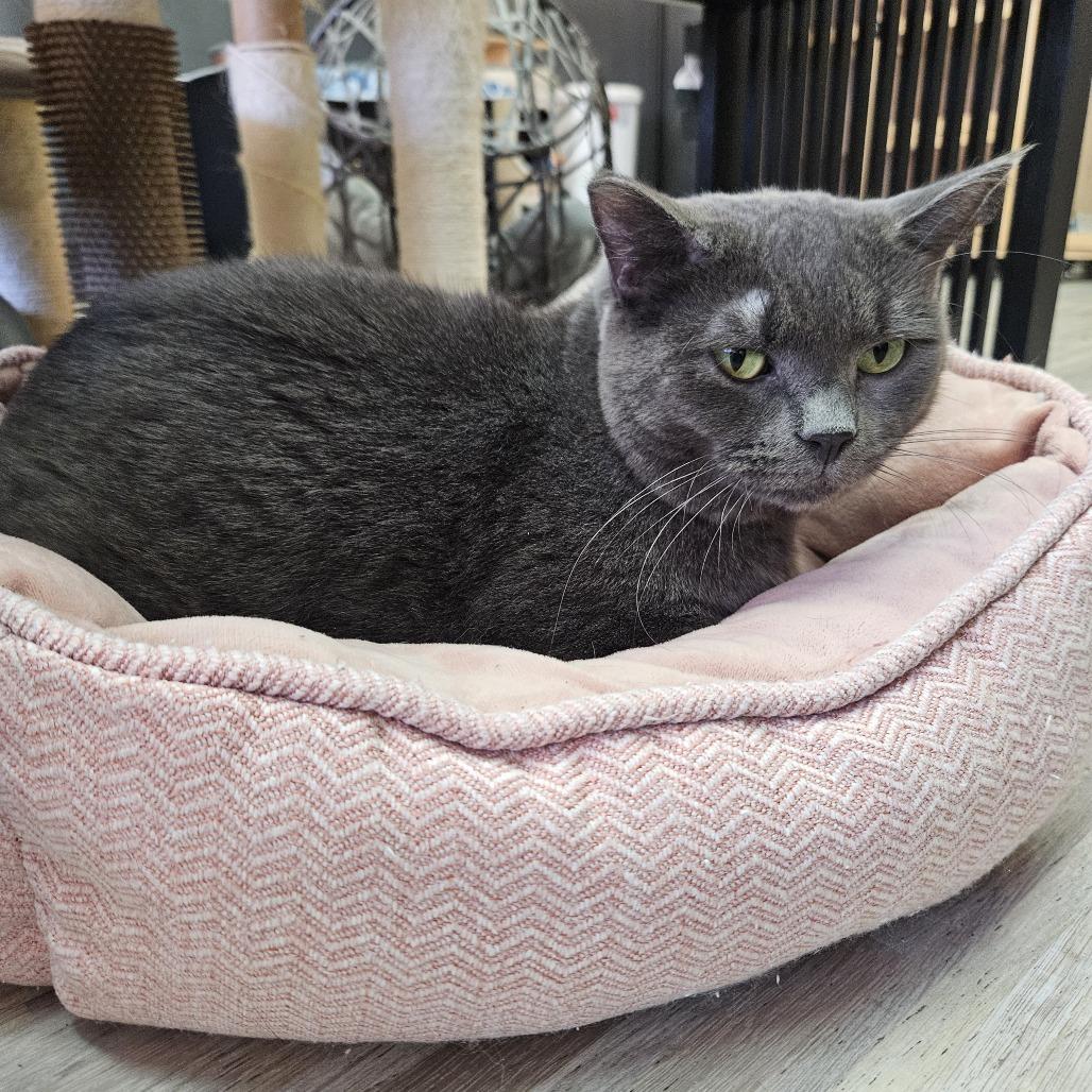 Rivet, a Adoptable Domestic Short Hair in Las Vegas, NV image 4/6