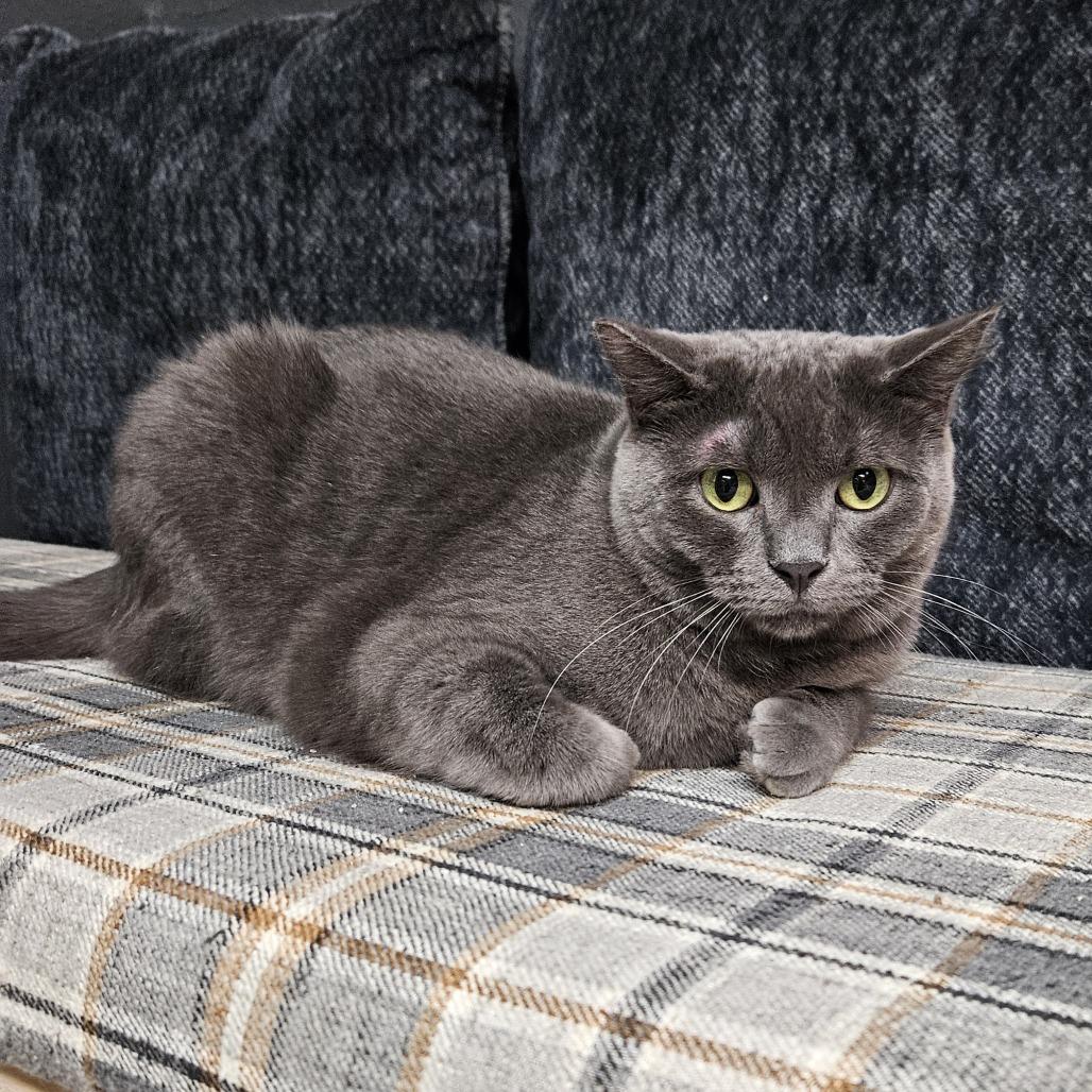 Rivet, a Adoptable Domestic Short Hair in Las Vegas, NV image 5/6