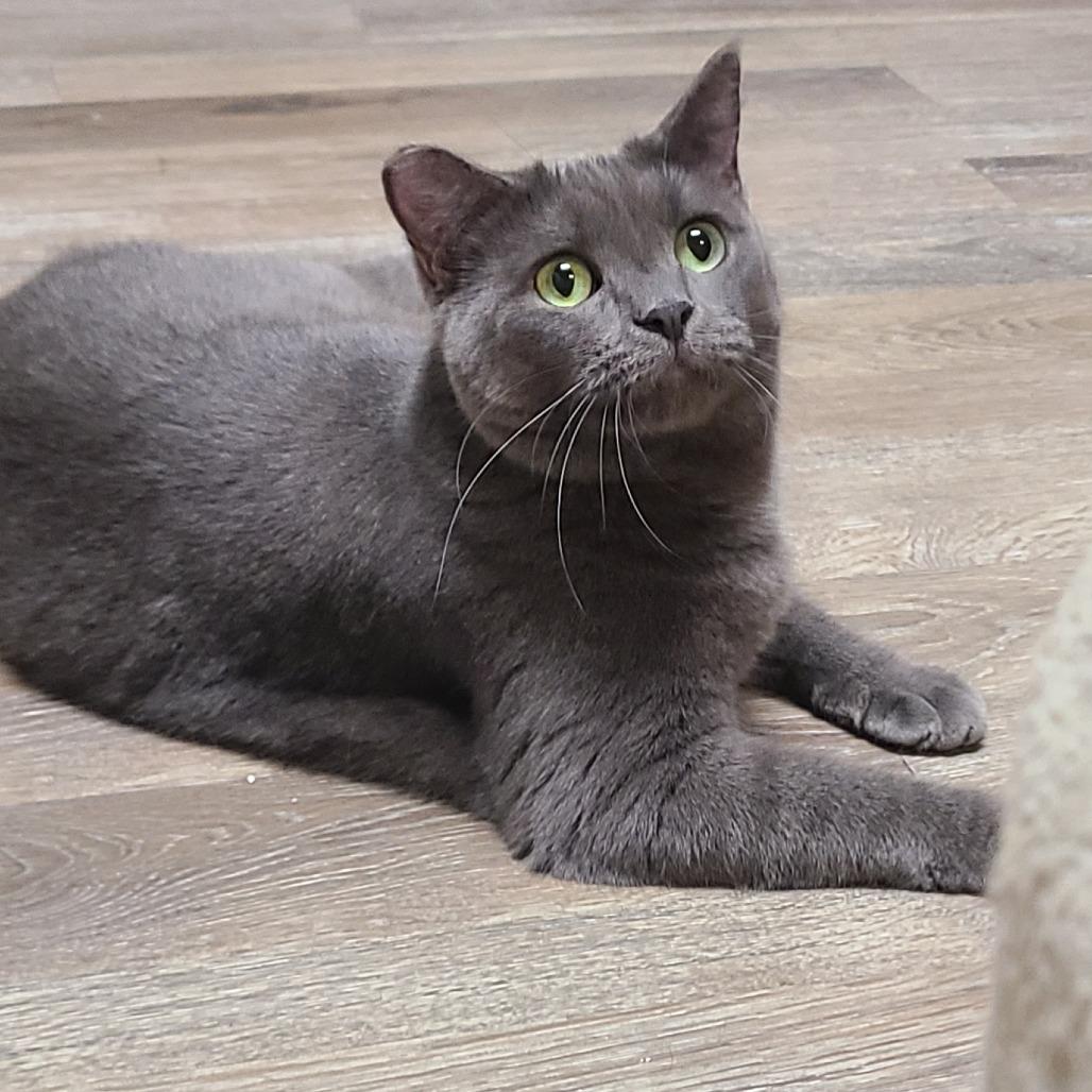 Rivet, a Adoptable Domestic Short Hair in Las Vegas, NV image 6/6