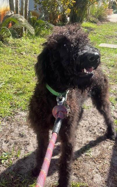 Enlarge Jet, an adoptable mixed breed in Orlando, FL image 5/6