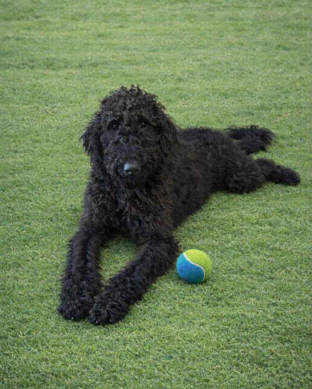 Jet, an adoptable mixed breed in Orlando, FL image 2/6