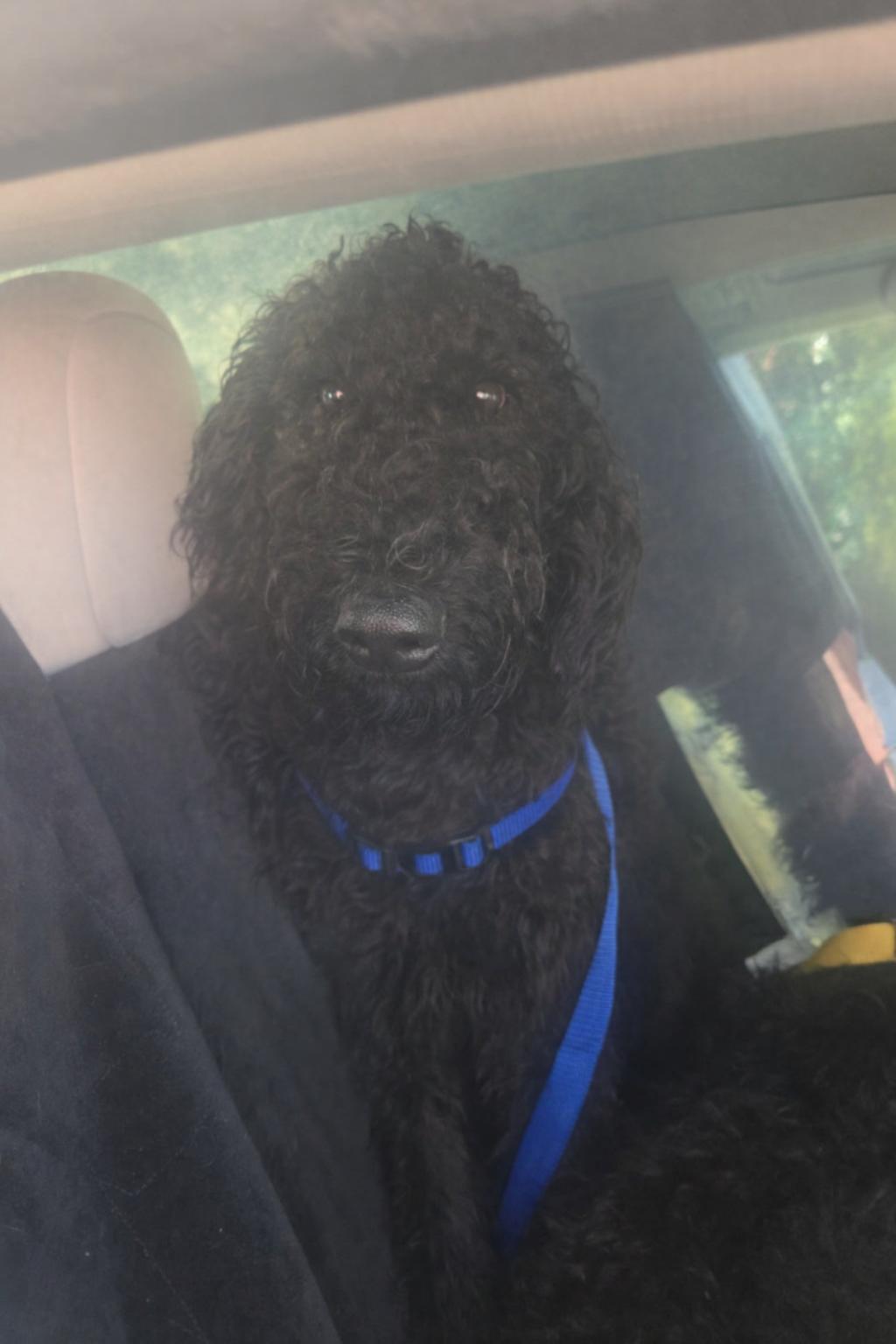 Jet, an adoptable mixed breed in Orlando, FL image 3/6