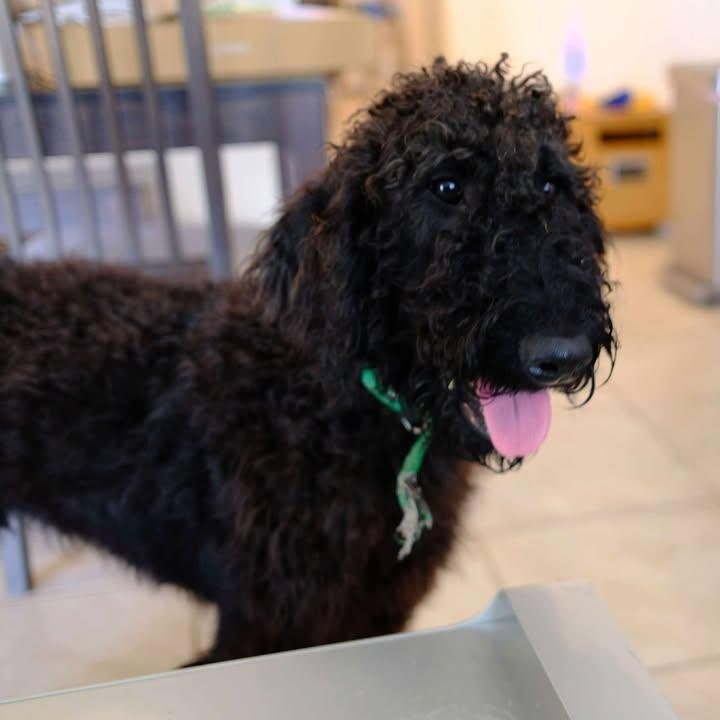 Enlarge Jet, an adoptable mixed breed in Orlando, FL image 1/6