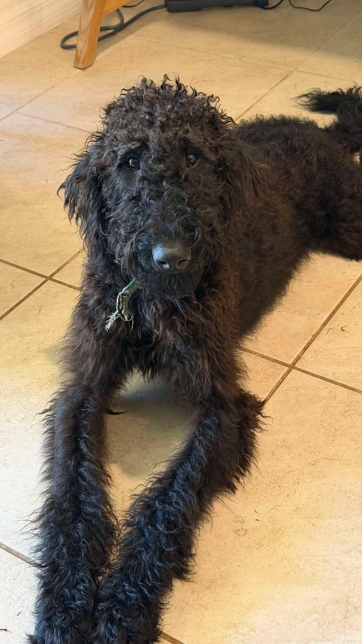 Enlarge Jet, an adoptable mixed breed in Orlando, FL image 2/6