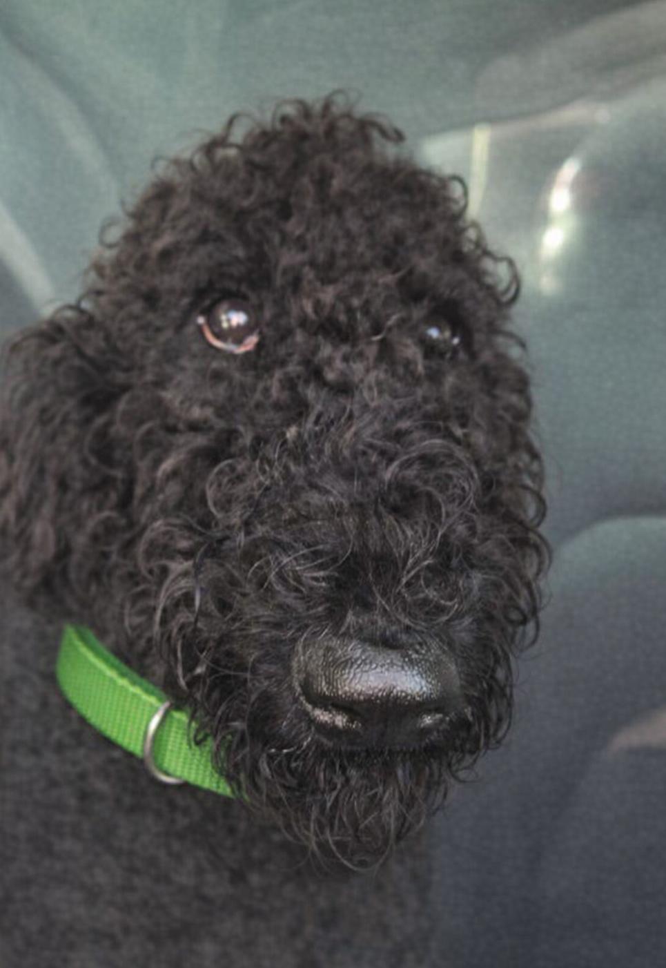 Jet, an adoptable mixed breed in Orlando, FL image 4/6