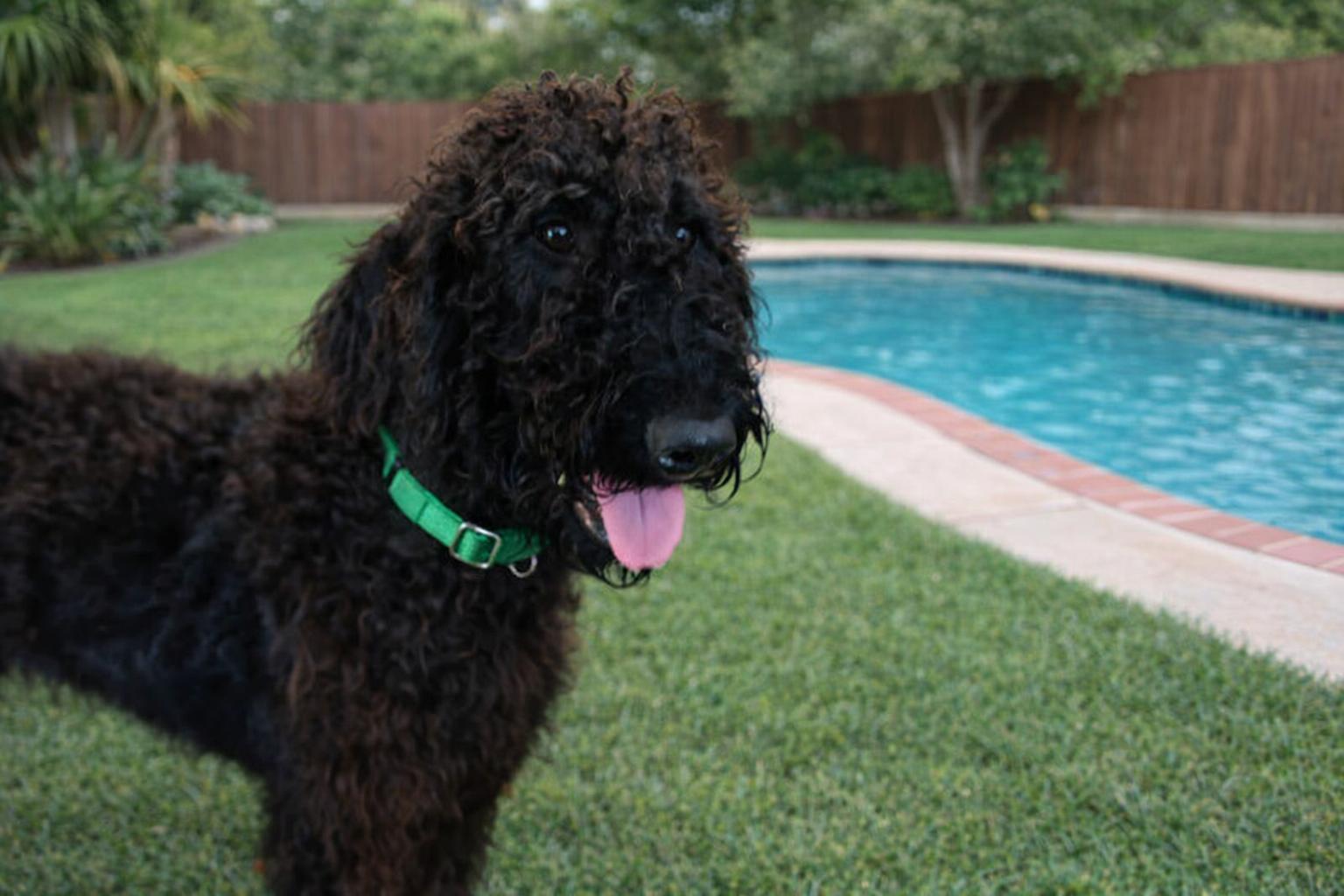 Jet, an adoptable mixed breed in Orlando, FL image 1/6