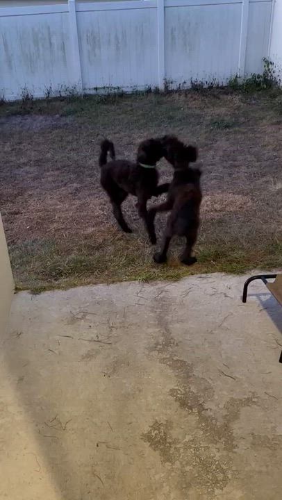 Enlarge Jet, an adoptable mixed breed in Orlando, FL video 6/6