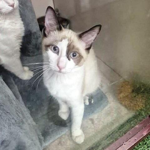 Petro and Mateo,, an adoptable Siamese in Salt Lake City, UT, 84109 | Photo Image 2