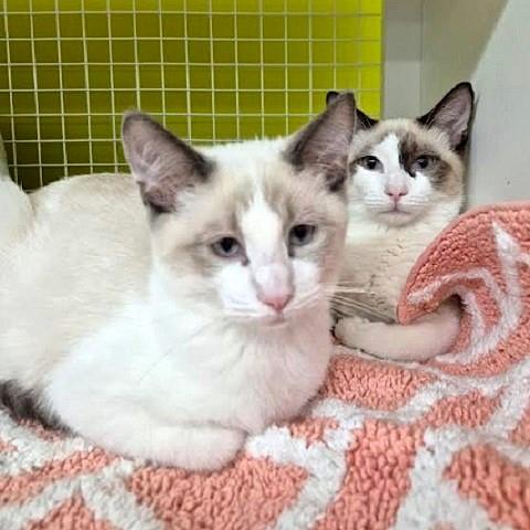 Petro and Mateo,, an adoptable Siamese in Salt Lake City, UT, 84109 | Photo Image 1
