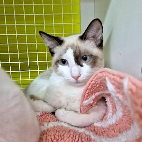 Petro and Mateo,, an adoptable Siamese in Salt Lake City, UT, 84109 | Photo Image 3