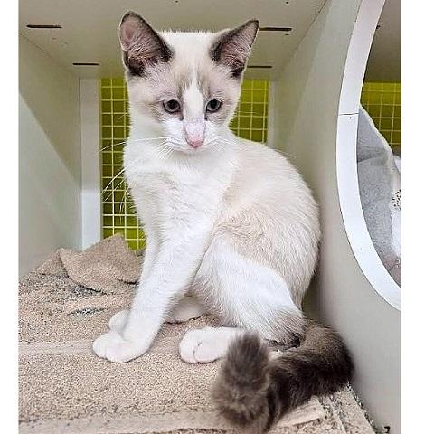 Petro and Mateo,, an adoptable Siamese in Salt Lake City, UT, 84109 | Photo Image 4