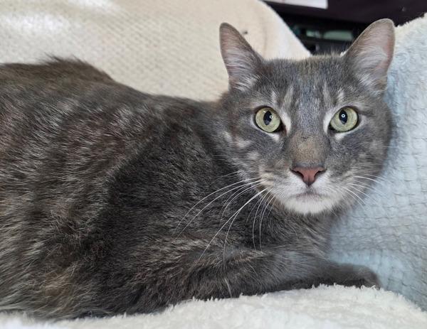 Mr. Gray, Adoptable, Adult Male Domestic Short Hair.