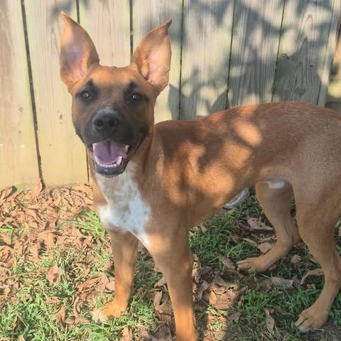 Jazz, Adoptable, Young Male Cattle Dog & Mixed Breed.
