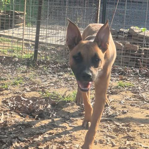 Enlarge Jazz, a Adoptable mixed breed in Dover, AR image 2/3